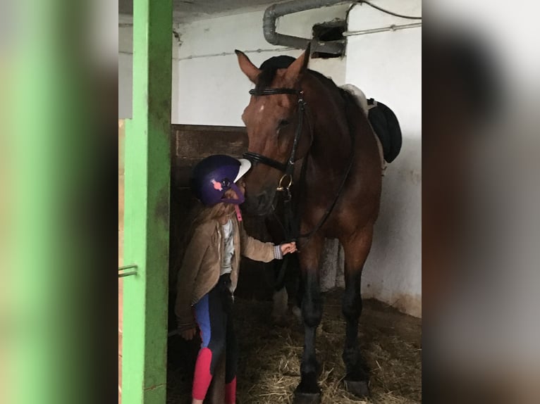 Hanoverian Gelding 21 years 17,1 hh Brown in Bernsbacherns Hanoverian Gelding 21 years 17,1 hh Brown in Bernsbacherns