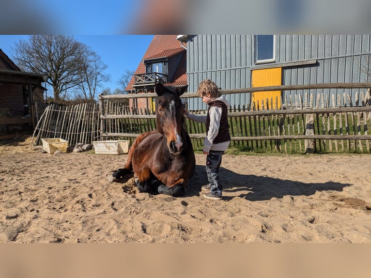 Hanoverian Gelding 22 years 15,3 hh Brown in Hummelfeld