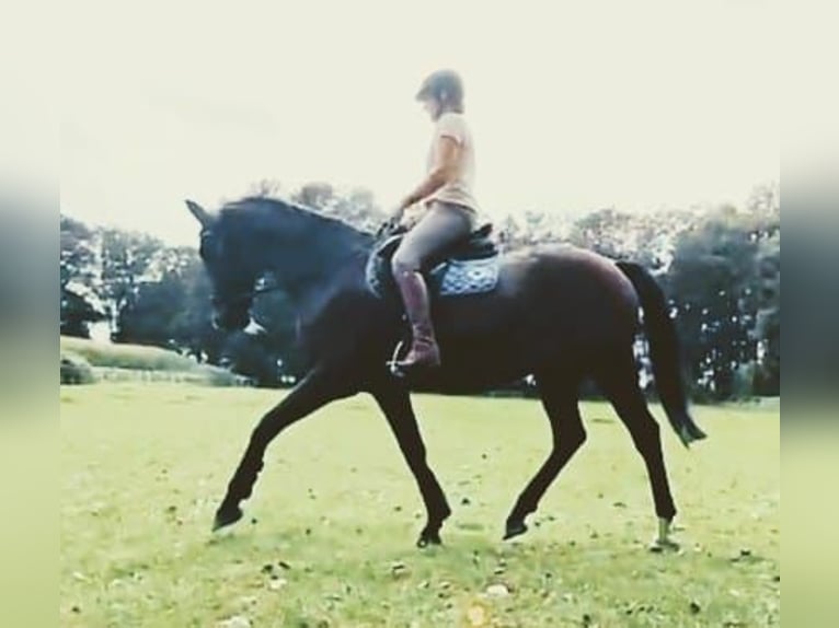 Hanoverian Gelding 22 years 15,3 hh Brown in Hummelfeld