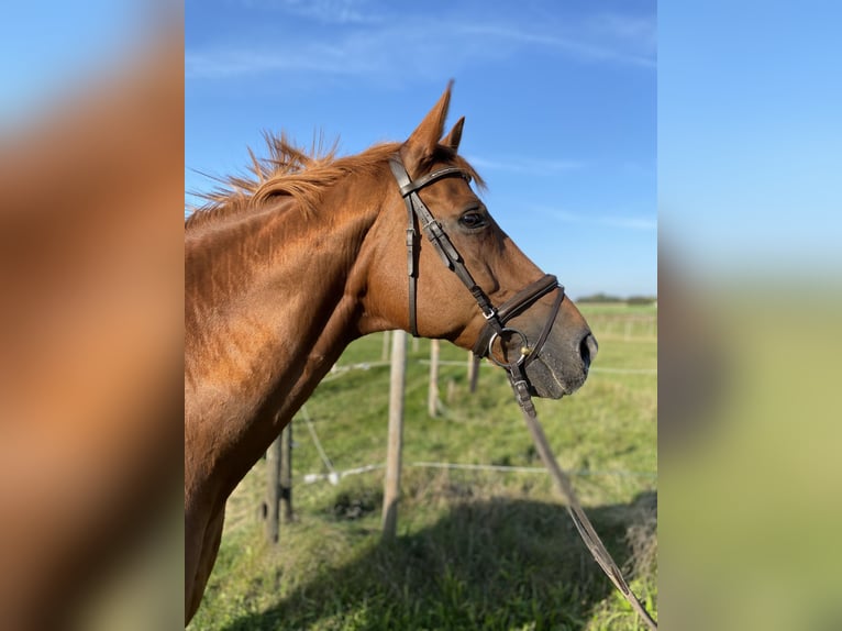 Hanoverian Gelding 22 years 16.1 hh Chestnut-Red in Biberach an der Riß