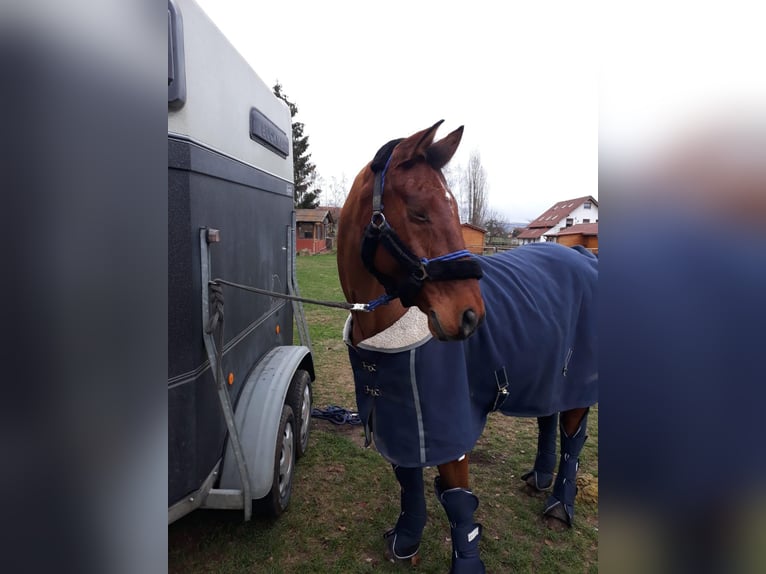 Hanoverian Gelding 22 years 16 hh Brown in Bad Wildungen