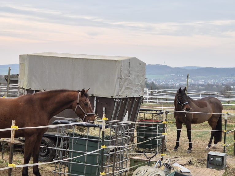 Hanoverian Gelding 22 years 16 hh Brown in Bad Wildungen
