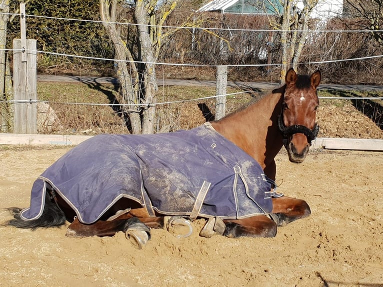 Hanoverian Gelding 22 years 16 hh Brown in Bad Wildungen