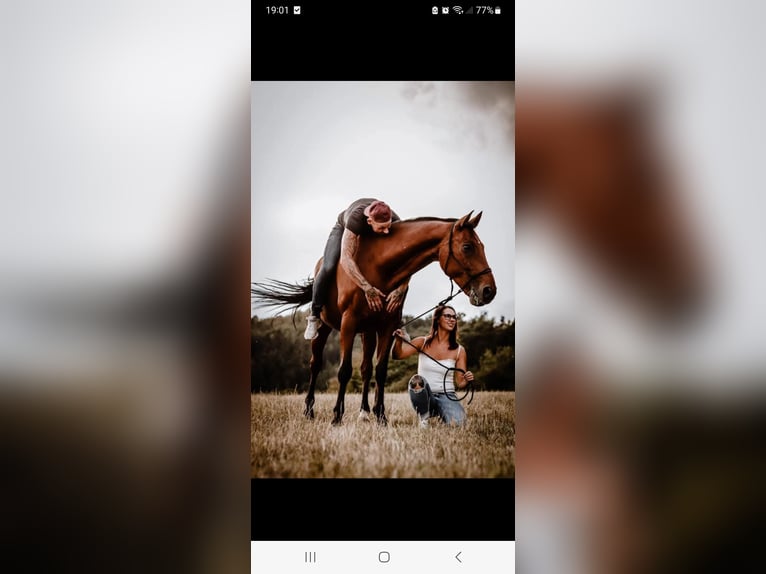 Hanoverian Gelding 22 years 16 hh Brown in Bad Wildungen