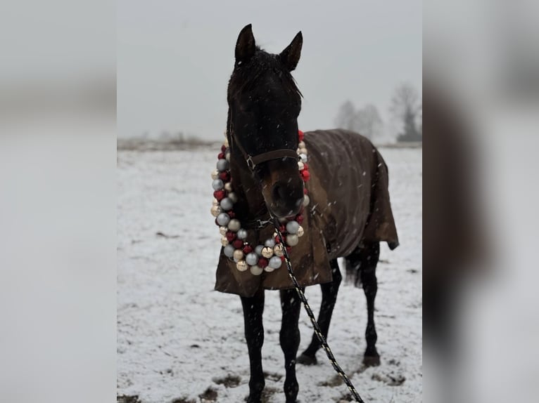 Hanoverian Gelding 22 years 16 hh Brown in Hohenstein-Ernstthal