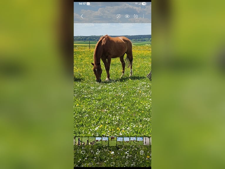 Hanoverian Gelding 24 years 15,1 hh Chestnut-Red in Pfronstetten