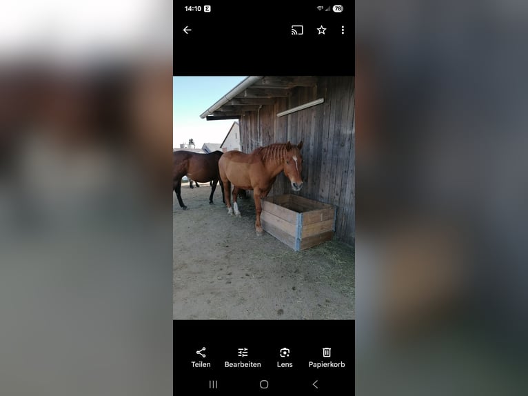 Hanoverian Gelding 24 years 15,1 hh Chestnut-Red in Pfronstetten