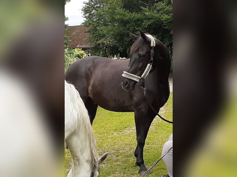 Hanoverian Gelding 24 years 16.1 hh Black in Salzhausen