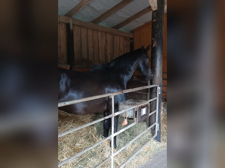 Hanoverian Gelding 24 years 16.1 hh Black in Salzhausen