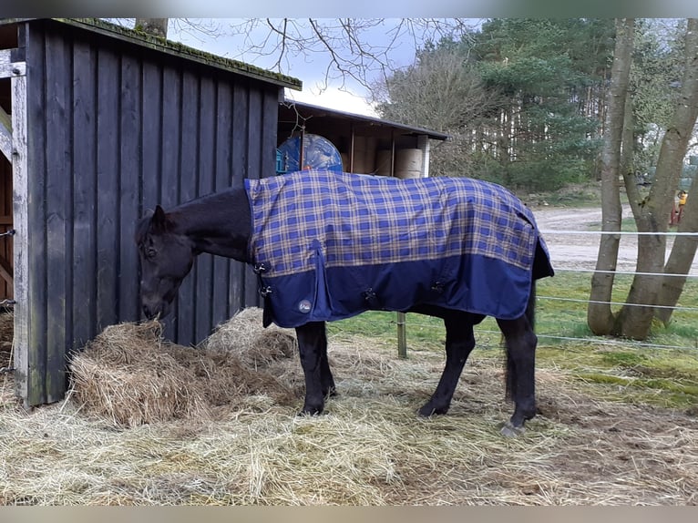 Hanoverian Gelding 24 years 16.1 hh Black in Salzhausen