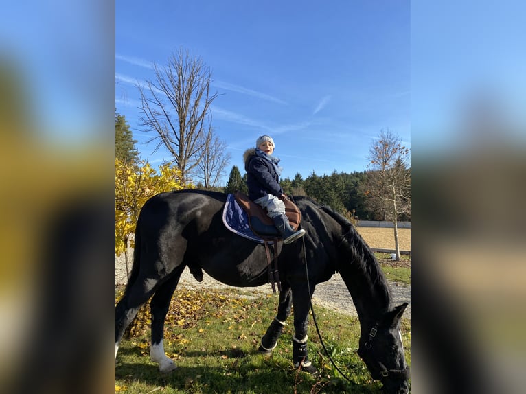 Hanoverian Gelding 25 years 16,1 hh Black in Schmidmühlen