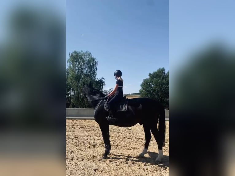 Hanoverian Gelding 25 years 16,1 hh Black in Schmidmühlen