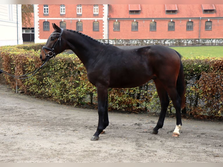 Hanoverian Gelding 2 years 15,2 hh Bay-Dark in Celle