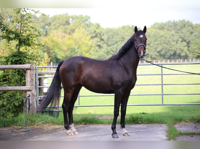 Hanoverian Gelding 2 years 15.2 hh Bay-Dark in Fredenbeck