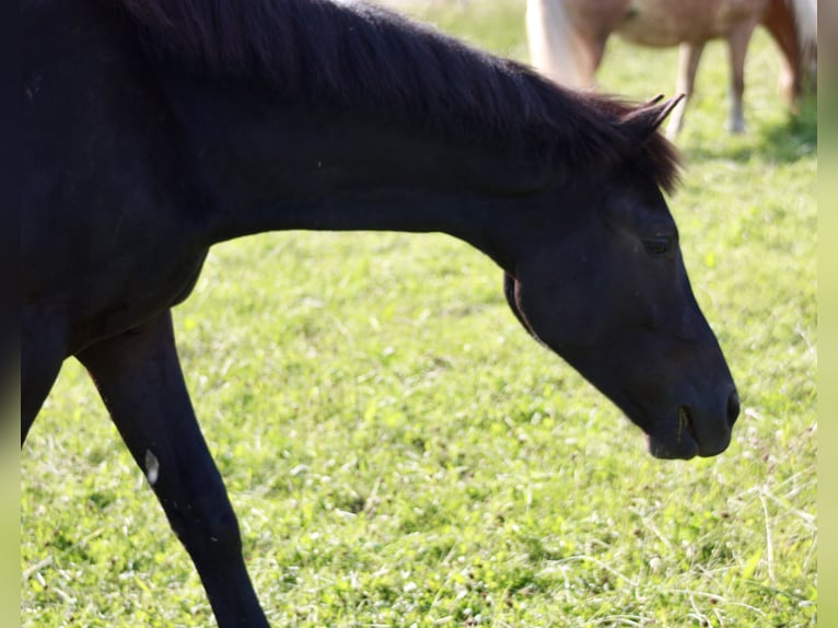 Hanoverian Gelding 2 years 15,2 hh Black in Hardegsen