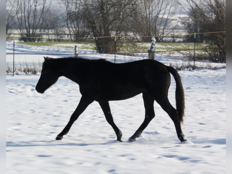 Hanoverian Gelding 2 years 15,2 hh Black in Hardegsen