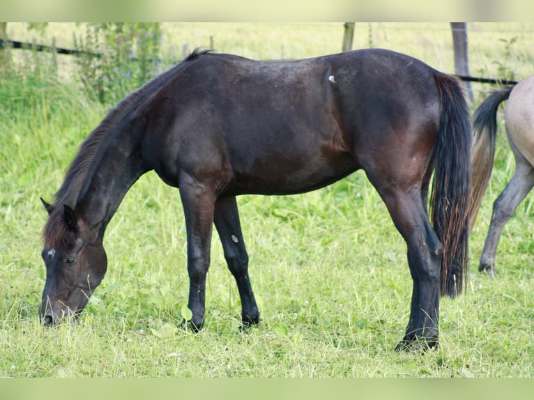 Hanoverian Gelding 2 years 15,2 hh Black in Hardegsen