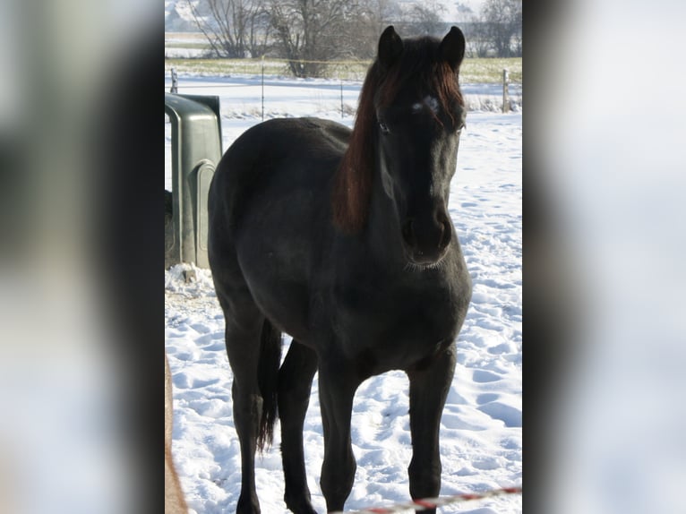 Hanoverian Gelding 2 years 15,2 hh Black in Hardegsen