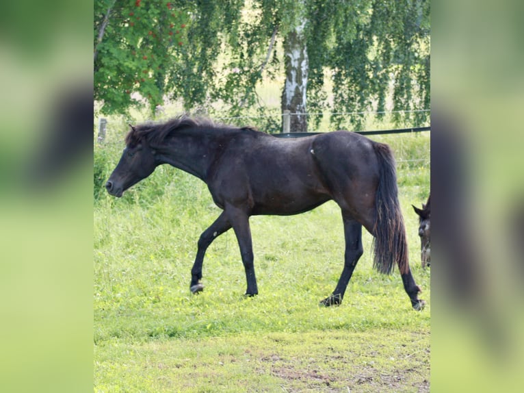 Hanoverian Gelding 2 years 15,2 hh Black in Hardegsen