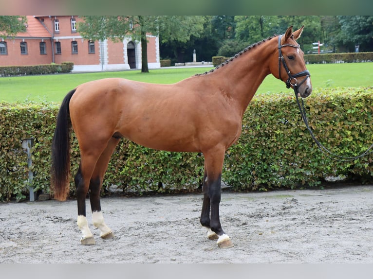 Hanoverian Gelding 2 years 15,2 hh Brown in Celle