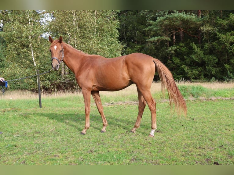 Hanoverian Gelding 2 years 15,2 hh Chestnut-Red in Munster