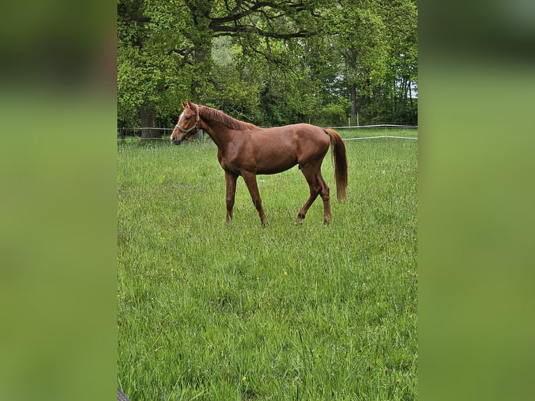 Hanoverian Gelding 2 years 15.2 hh Chestnut-Red in Clenze