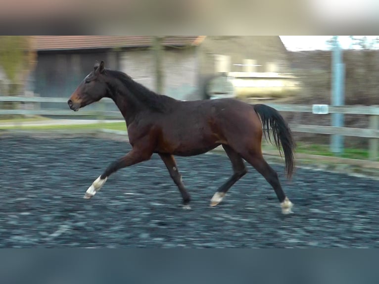 Hanoverian Gelding 2 years 15,3 hh Bay-Dark in Neu-Eichenberg