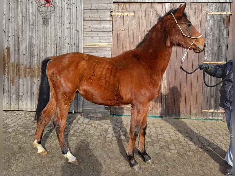 Hanoverian Gelding 2 years 15.3 hh Brown in Bremerhaven