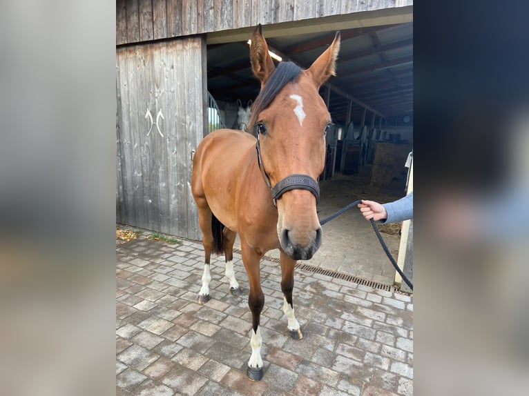 Hanoverian Gelding 2 years 15 hh Brown in Zernien