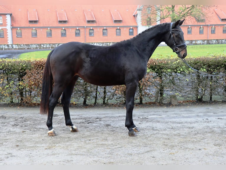 Hanoverian Gelding 2 years 16,1 hh Bay-Dark in Celle