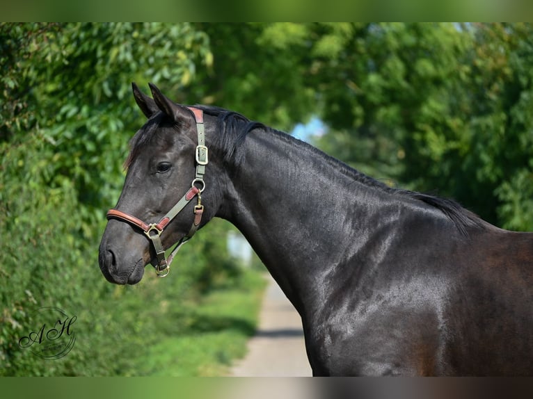 Hanoverian Gelding 2 years 16,1 hh Black in Rethem