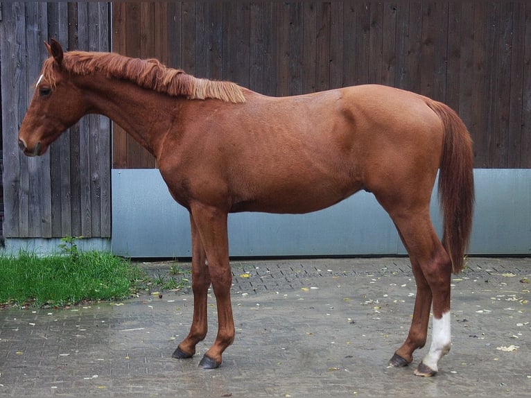 Hanoverian Gelding 2 years 16.1 hh Chestnut-Red in Wesel