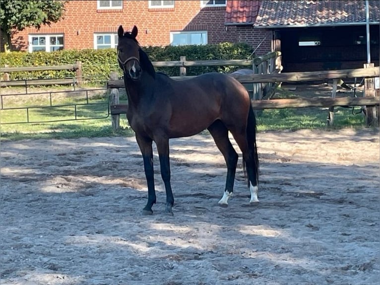 Hanoverian Gelding 2 years 16.2 hh Bay-Dark in Schneeren