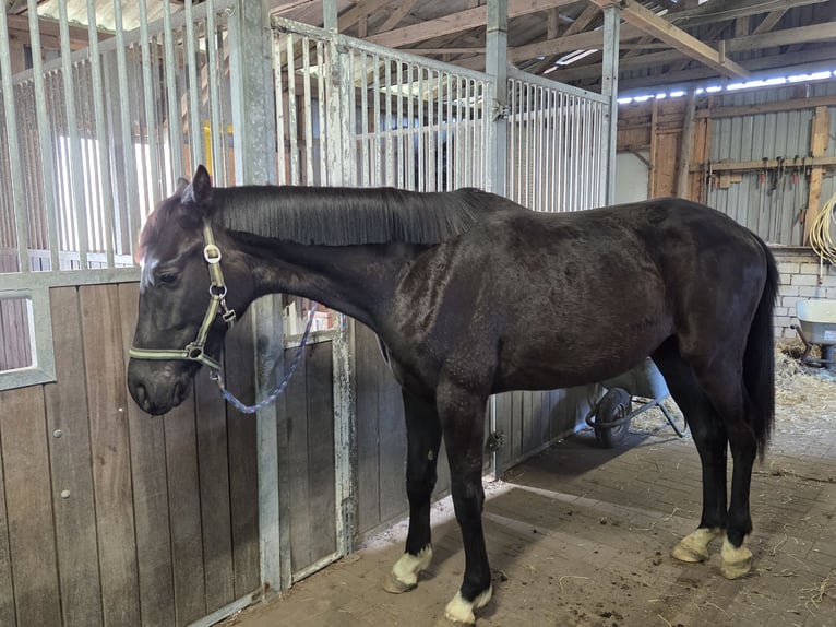 Hanoverian Gelding 2 years 16.2 hh Black in Ihlienworth