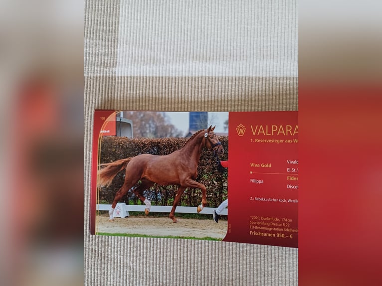 Hanoverian Gelding 2 years 16.2 hh Brown in Rinteln