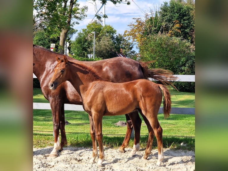 Hanoverian Gelding 2 years 16,2 hh Chestnut in Ochtersum