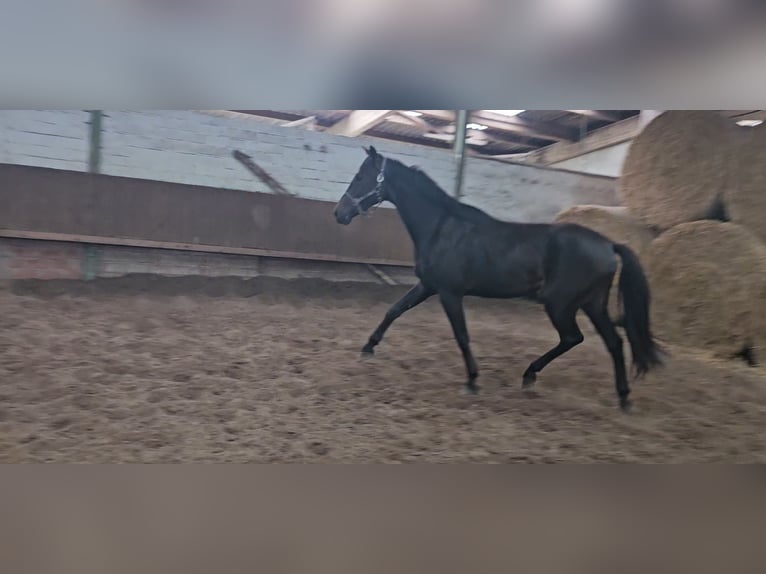 Hanoverian Gelding 2 years 16,2 hh Smoky-Black in Lienen