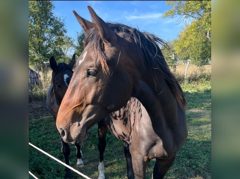Hanoverian Gelding 2 years 16,3 hh Bay-Dark in M&#xFC;hlenberge