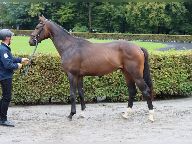 Hanoverian Gelding 2 years 16 hh Bay-Dark in Celle