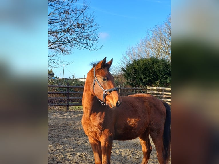 Hanoverian Gelding 2 years 16 hh Brown in Bremerhaven