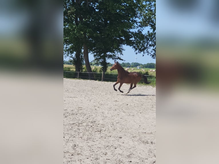 Hanoverian Gelding 2 years 16 hh Brown in Wilhelmshaven