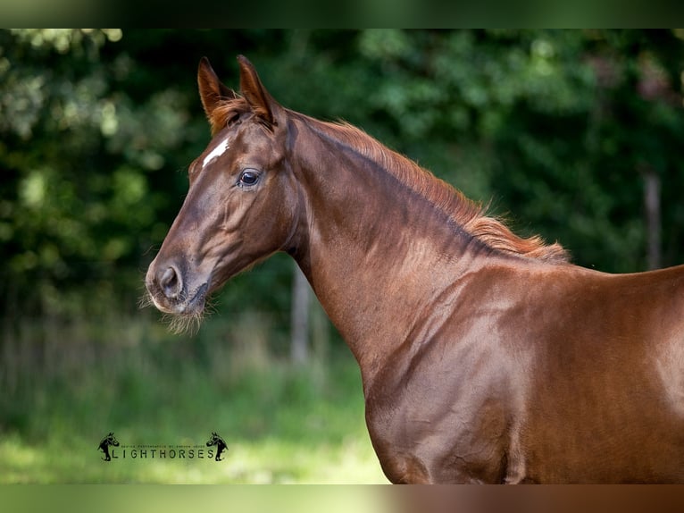 Hanoverian Gelding 2 years 16 hh Chestnut in Walsrode