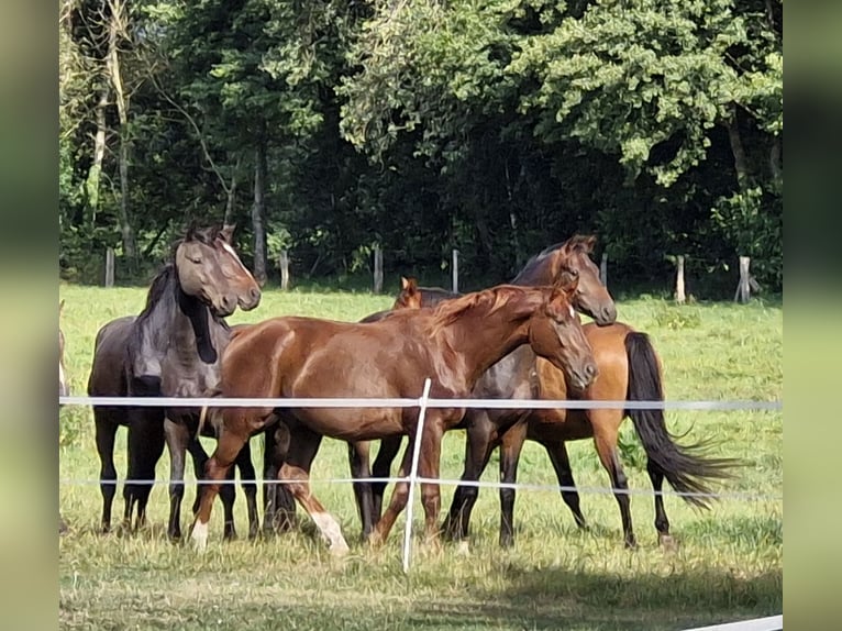 Hanoverian Gelding 2 years 16 hh Chestnut in Walsrode