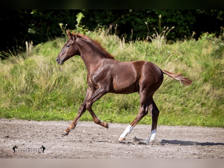 Hanoverian Gelding 2 years 16 hh Chestnut in Walsrode