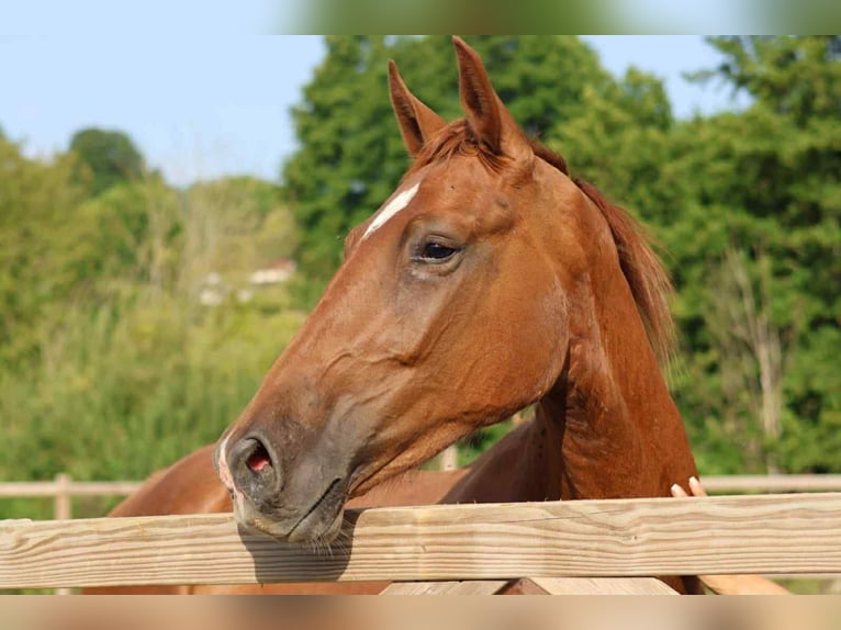 Hanoverian Gelding 2 years 16 hh Chestnut-Red in Marne