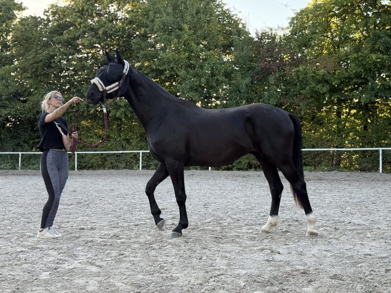 Hanoverian Gelding 2 years 16,1 hh Black in Bad Friedrichshall