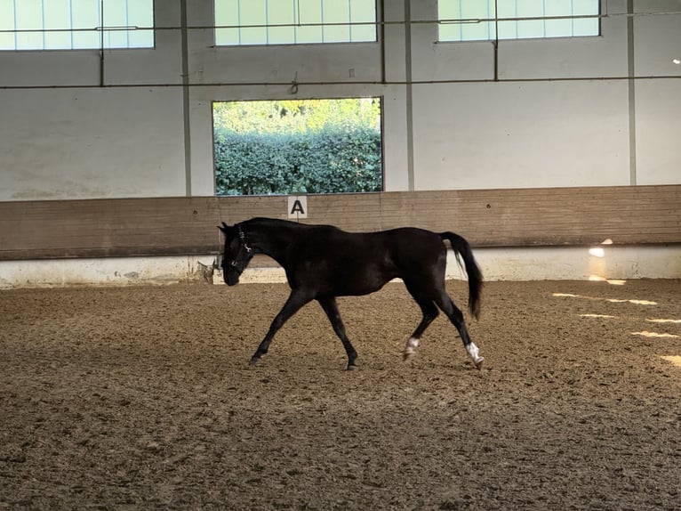 Hanoverian Gelding 2 years 16,1 hh Black in Bad Friedrichshall