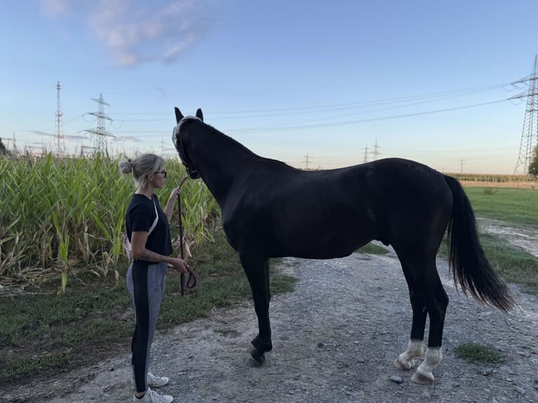 Hanoverian Gelding 2 years 16,1 hh Black in Bad Friedrichshall