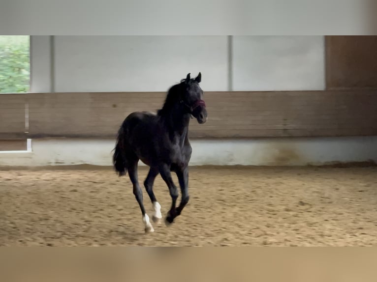Hanoverian Gelding 2 years 16,1 hh Black in Bad Friedrichshall