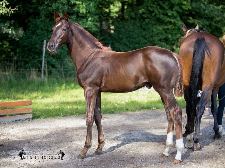 Hanoverian Gelding 2 years 16,1 hh Chestnut in Walsrode